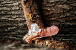 Maison Pelletier-Ferruel